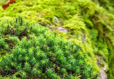 Image of green moss and ferns covering a fallen log.