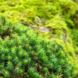 Image of green moss and ferns covering a fallen log.
