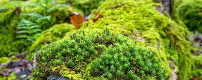 Image of green moss and ferns covering a fallen log.