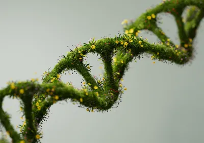 Green DNA strand indicating accelerated sequencing of plant genomes over the years. 