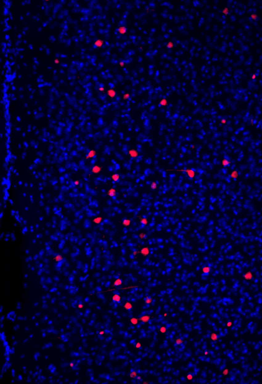 Several blue dots and a few red-colored dots against a black background. Blue-colored cells were insensitive to alcohol, while red-colored cells were recruited in response to binge drinking. Several blue dots and a few red-colored dots against a black background. Blue-colored cells were insensitive to alcohol, while red-colored cells were recruited in response to binge drinking.