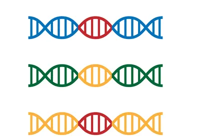 Illustration of four strands of DNA—black, blue, green, and yellow—with a different colored segment in the middle of each (red, red, yellow, and red), to represent transposable elements. 