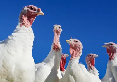 A group of turkeys are shown standing outside against a bright blue sky.