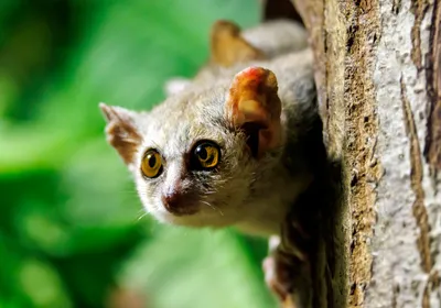 A grey mouse lemur pokes its head out from around a tree. This lemur hibernates during the winter even in a tropical climate.