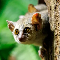 A grey mouse lemur pokes its head out from around a tree. This lemur hibernates during the winter even in a tropical climate.