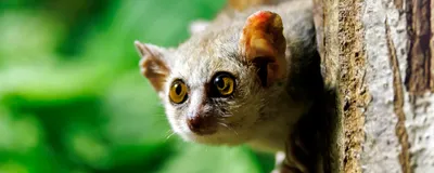 A grey mouse lemur pokes its head out from around a tree. This lemur hibernates during the winter even in a tropical climate. A grey mouse lemur pokes its head out from around a tree. This lemur hibernates during the winter even in a tropical climate.