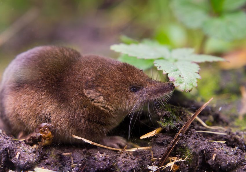 A common shrew sniffs at the leaf of a plant on the ground. Shrews have a unique mode of hibernation: shrinking their organs. A common shrew sniffs at the leaf of a plant on the ground. Shrews have a unique mode of hibernation: shrinking their organs.