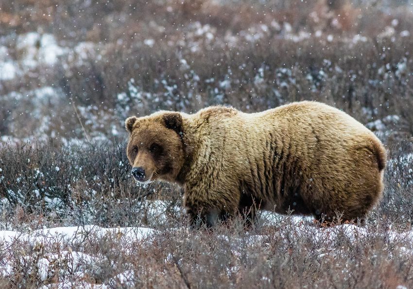 A grizzly bear stands in the snow as winter approaches in Denali National Park, Alaska. The bear will soon go into hibernation.