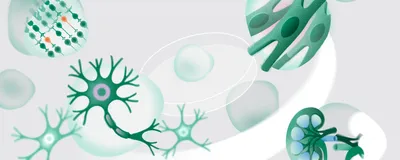 Human iPSC-derived Models for Brain Disease Research Human iPSC-derived Models for Brain Disease Research