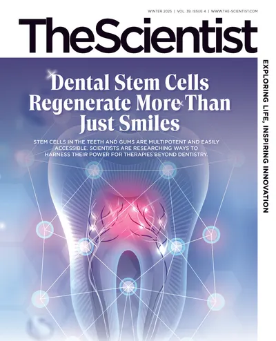 Dental Stem Cells Regenerate More Than Just Smiles