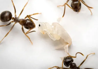 Several worker ants check on the colony’s young (transparent) for pathogenic infection.