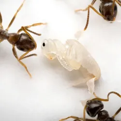 Several worker ants check on the colony’s young (transparent) for pathogenic infection.