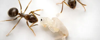 Several worker ants check on the colony’s young (transparent) for pathogenic infection. Several worker ants check on the colony’s young (transparent) for pathogenic infection.