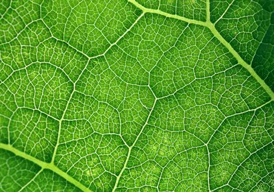 Close-up photo of a leaf representing sustainable solutions in scientific research.