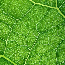 Close-up photo of a leaf representing sustainable solutions in scientific research.