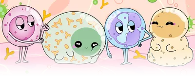 Image of four cartoon immune cells, with two bright-eyed characters and two more sarcastic looking characters. Image of four cartoon immune cells, with two bright-eyed characters and two more sarcastic looking characters.