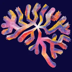 Cartoon showing a multi-colored brainstem with different shapes along the lines that represent cell maturation.