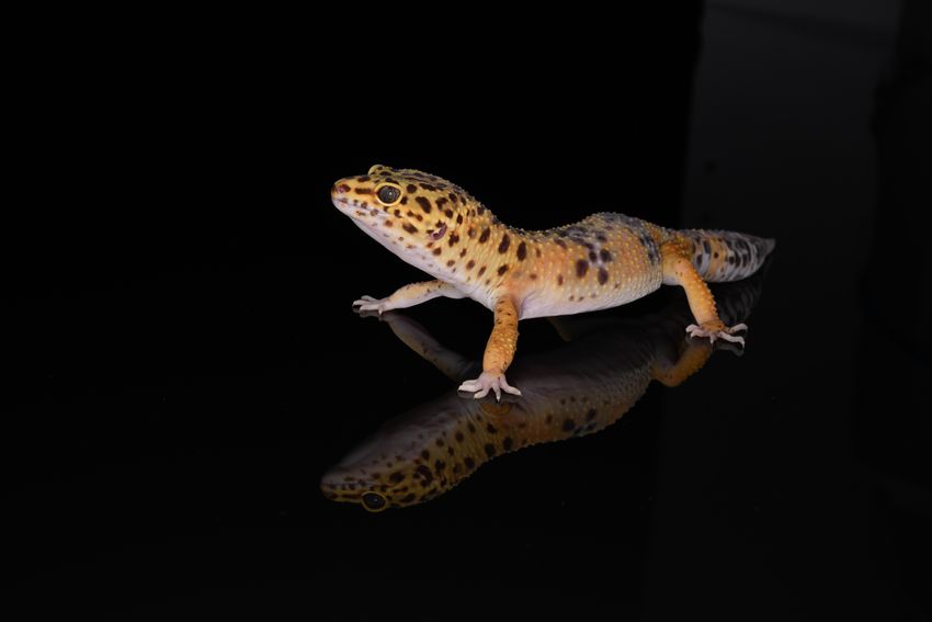 A leopard gecko with its spotted pattern against a black background. Comparative genomics and CRISPR-Cas9 helped identify the genes that give it its characteristic spots.