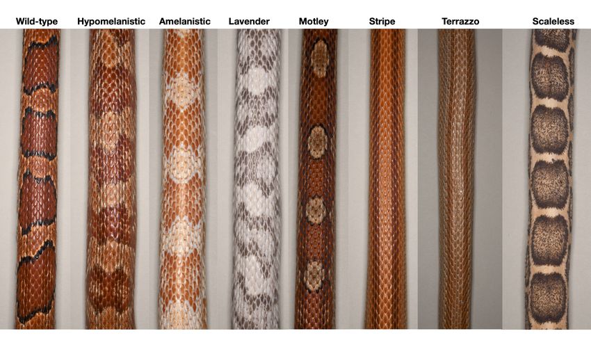 A dorsal view of eight different types of color morphs of corn snakes. Each snake displays a distinct pattern of stops, blotches, and stripes.