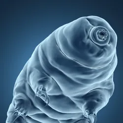 A three-dimensional (3D) image of a tardigrade swimming in water, showcasing its detailed structural features.