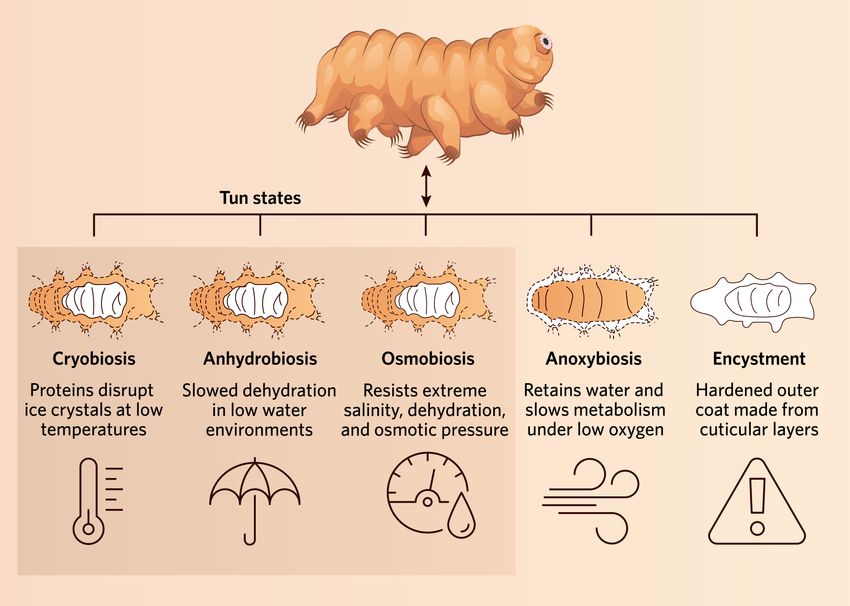 Cryptobiotic states include tun states (cryobiosis, anhydrobiosis, and osmobiosis) and other survival adaptations such as anoxybiosis and encystment. In cryobiosis, proteins disrupt ice crystal formation at low temperatures. In anhydrobiosis, tardigrades experience slow water loss to survive in low water environments. The osmobiosis tun state resists extreme salinity, dehydration, and osmotic pressures. Under low oxygen conditions, tardigrades retain water and slow their metabolism through anoxybiosis. Encystment is a form of diapause through which tardigrades form a hardened outer coat made from cuticular layers to resist various environmental stressors. Cryptobiotic states include tun states (cryobiosis, anhydrobiosis, and osmobiosis) and other survival adaptations such as anoxybiosis and encystment. In cryobiosis, proteins disrupt ice crystal formation at low temperatures. In anhydrobiosis, tardigrades experience slow water loss to survive in low water environments. The osmobiosis tun state resists extreme salinity, dehydration, and osmotic pressures. Under low oxygen conditions, tardigrades retain water and slow their metabolism through anoxybiosis. Encystment is a form of diapause through which tardigrades form a hardened outer coat made from cuticular layers to resist various environmental stressors.