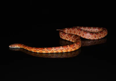 A corn snake against a black background. Comparative genomics and CRISPR-Cas9 helped identify the genes that give it its characteristic dorsal blotches.