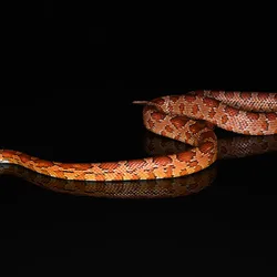 A corn snake against a black background. Comparative genomics and CRISPR-Cas9 helped identify the genes that give it its characteristic dorsal blotches.