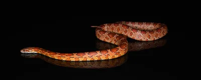 A corn snake against a black background. Comparative genomics and CRISPR-Cas9 helped identify the genes that give it its characteristic dorsal blotches.