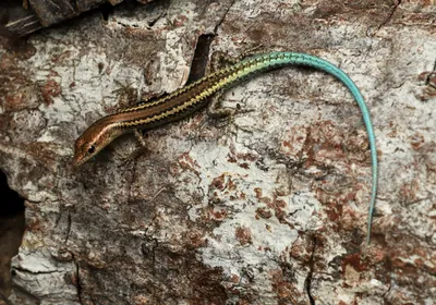 Image of the Christmas Island blue-tailed skink on a rocky surface.