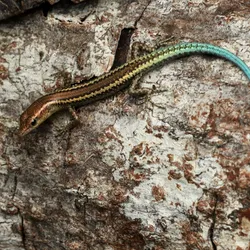 Image of the Christmas Island blue-tailed skink on a rocky surface.