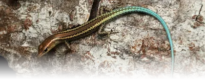 Image of the Christmas Island blue-tailed skink on a rocky surface.