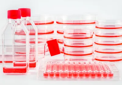 Stacks of cell culture dishes, plates, and flasks with pink cell culture medium on a white background.