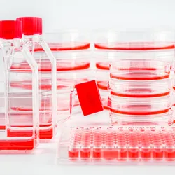 Stacks of cell culture dishes, plates, and flasks with pink cell culture medium on a white background.