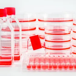 Stacks of cell culture dishes, plates, and flasks with pink cell culture medium on a white background.