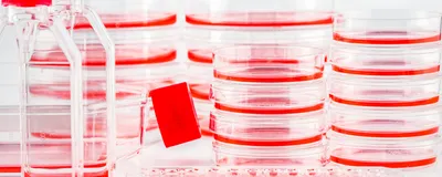 Stacks of cell culture dishes, plates, and flasks with pink cell culture medium on a white background. Stacks of cell culture dishes, plates, and flasks with pink cell culture medium on a white background.
