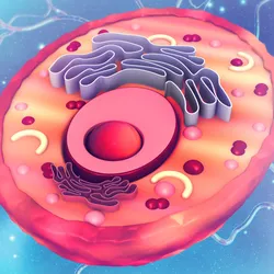 3D illustration of a reddish pink eukaryotic cell showing its inner contents, including a red and pink nucleus, purple endomembrane system, and pink and red vesicles. 3D illustration of a reddish pink eukaryotic cell showing its inner contents, including a red and pink nucleus, purple endomembrane system, and pink and red vesicles.