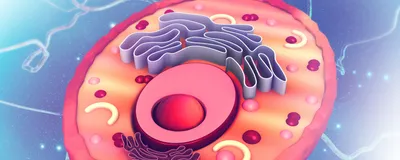 3D illustration of a reddish pink eukaryotic cell showing its inner contents, including a red and pink nucleus, purple endomembrane system, and pink and red vesicles. 