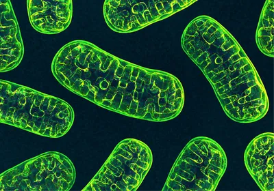 An illustration of green-colored mitochondria, the so-called powerhouses of the cell, against a black background. An illustration of green-colored mitochondria, the so-called powerhouses of the cell, against a black background.