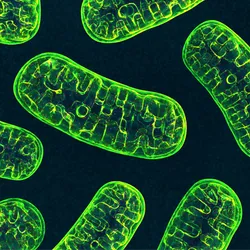 An illustration of green-colored mitochondria, the so-called powerhouses of the cell, against a black background.