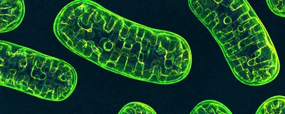 An illustration of green-colored mitochondria, the so-called powerhouses of the cell, against a black background.