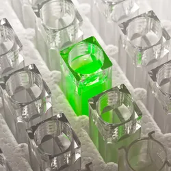 Cuvettes with clear colorless liquid surrounding one cuvette with bright green luminescing liquid