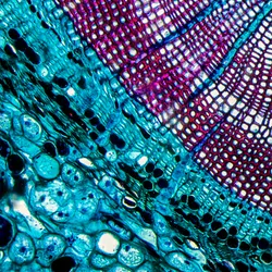 A cross section of a pine stem shows cells stained purple and blue.
