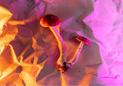 Psychedelic or magic mushrooms are shown on a crinkly surface with a pink and orange background.