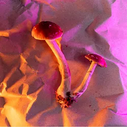 Psychedelic or magic mushrooms are shown on a crinkly surface with a pink and orange background.