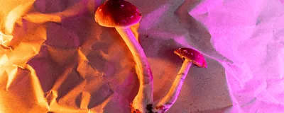 Psychedelic or magic mushrooms are shown on a crinkly surface with a pink and orange background.
