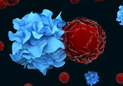 3D illustration of a blue dendritic cell (left) activating a red T cell (right) on a black background with more dendritic cells and T cells behind them.