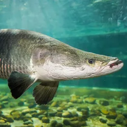 Underwater photo of the Amazonian carnivorous pirarucu fish.