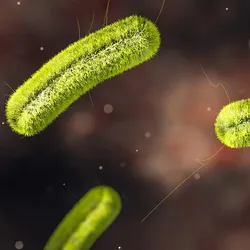A graphic of Listeria bacteria in green