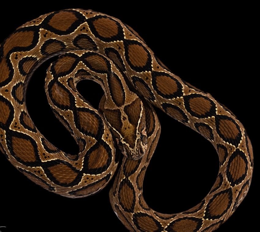 Photo of a Russell’s viper against a black background.
