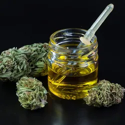 Image of marijuana buds surrounding a small jar of cannabis oil.